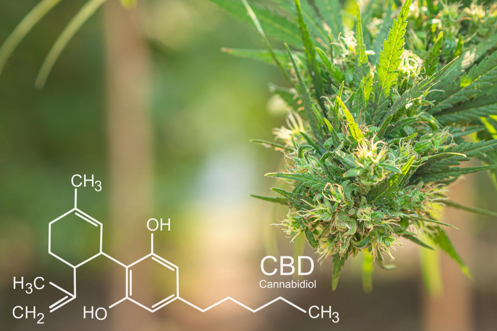 Beneficios terapéuticos del CBD: Legalhemp Biocosmetic