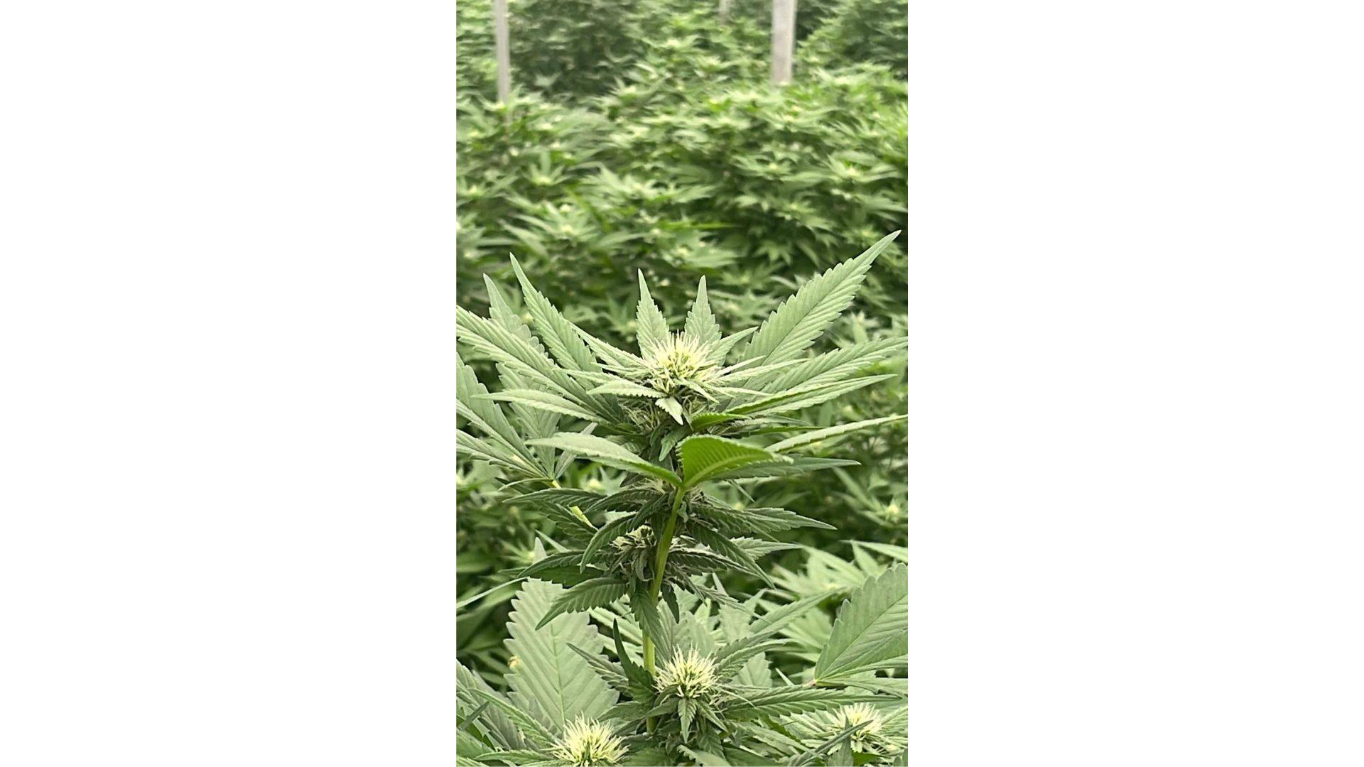De qué manera cultivar cáñamo y obtener CBD de manera sostenible, según Iberian CBD