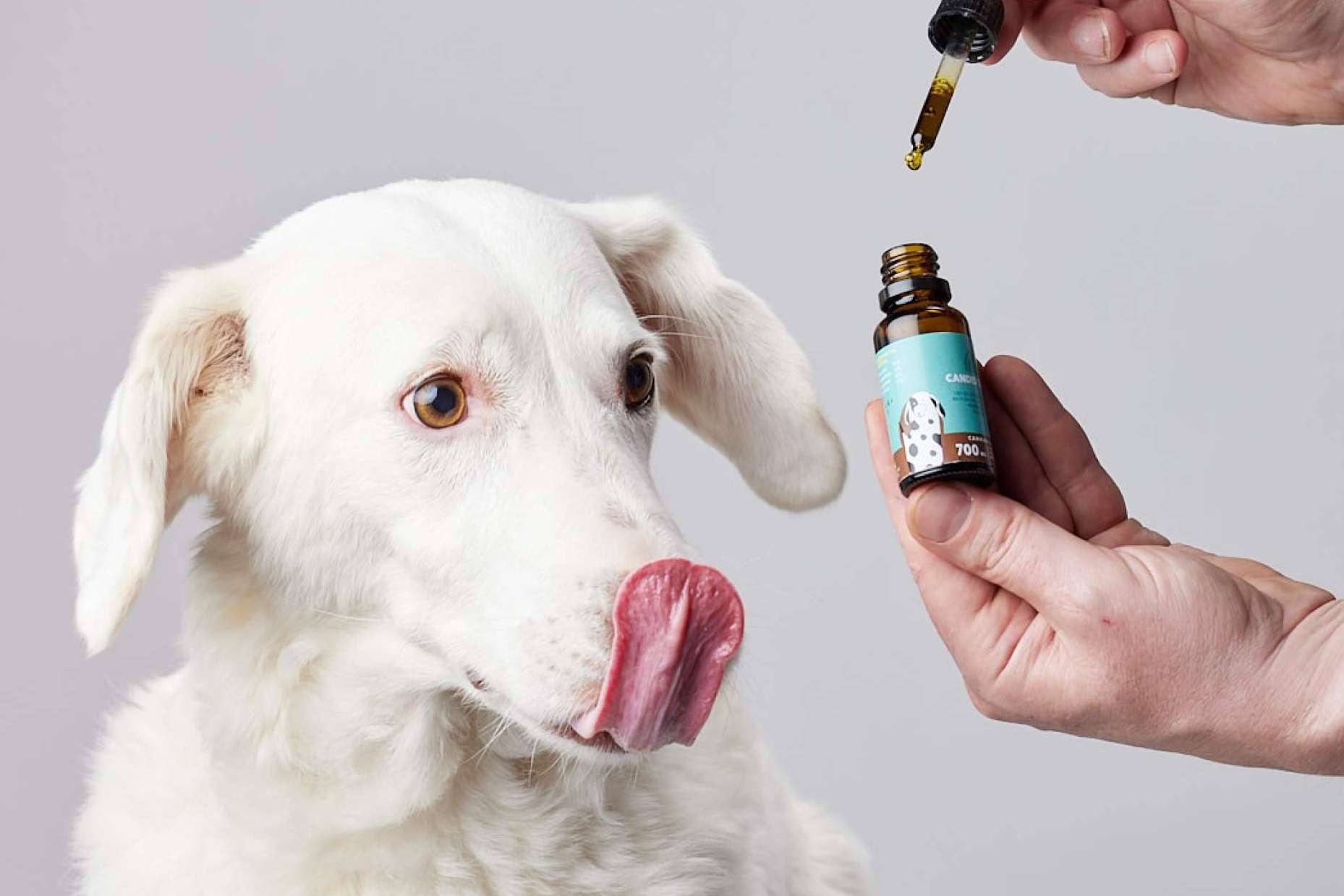 Una tendencia que toma fuerza, el cannabis para perros